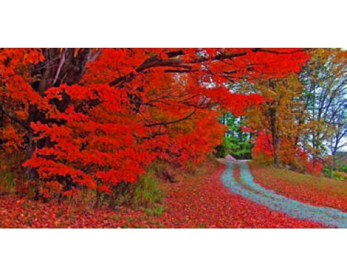 Desk Calendar DC 5